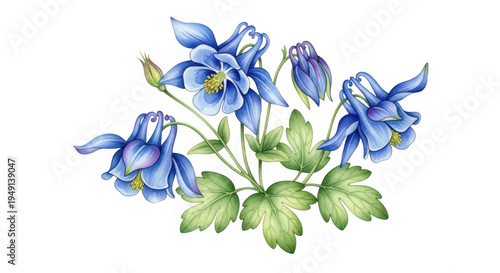 Blue columbine flowers isolated on transparent background