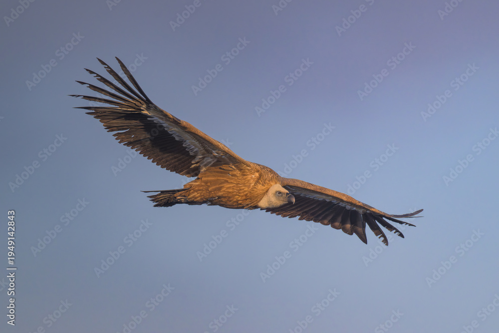 Fototapeta premium Buitre en la Sierra de Guadarrama volando a 1900 metros. 