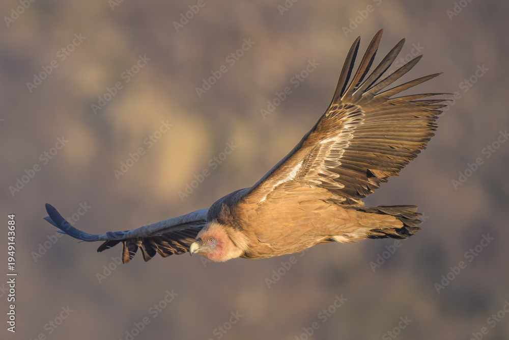 Obraz premium Buitre en la Sierra de Guadarrama volando a 1900 metros. 