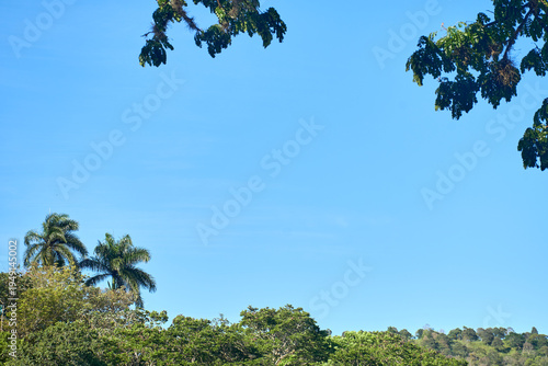 Natural frame of tropical vegetation with clear blue sky for copy space