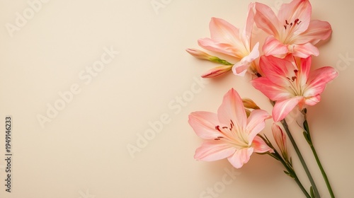 Pink Flowers Arranged on a Light Background During Daylight Indoors With Natu...