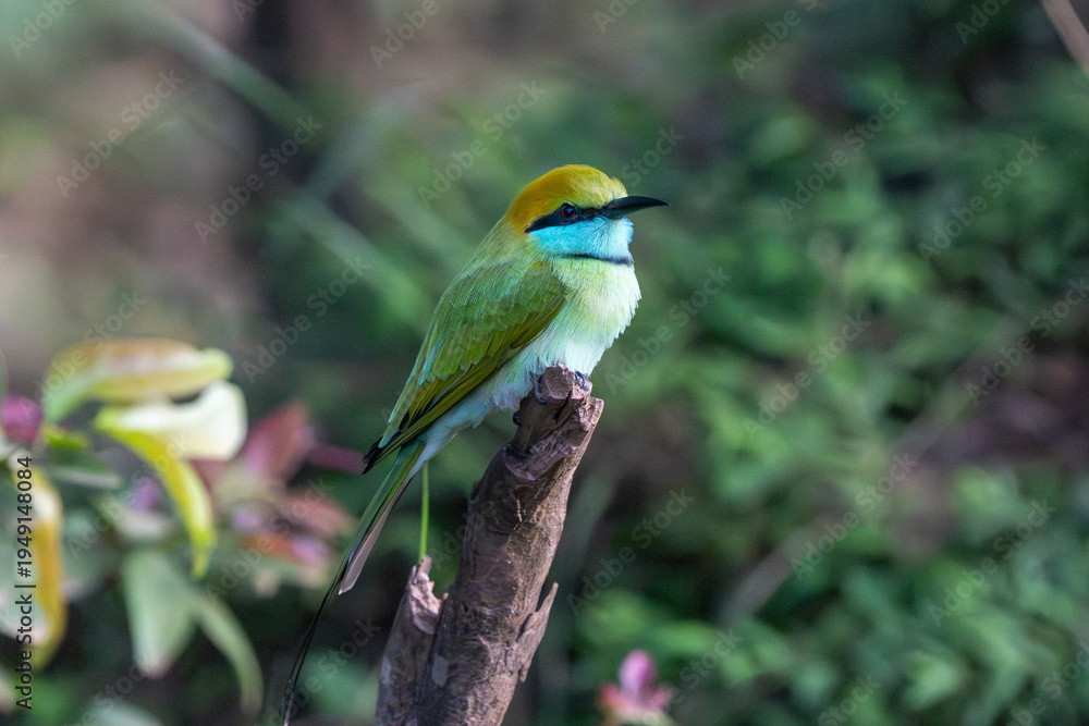 Fototapeta premium Close-up of an Asian Green Bee-eater (Merops orientalis) with its emerald plumage.