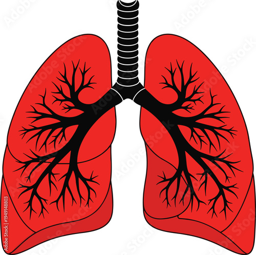 Human lungs anatomy illustration with bronchial tree and trachea showing respiratory system organ structure medical education concept