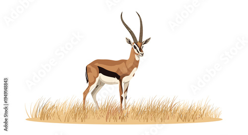 A single detailed springbok with curved horns and distinct fur markings stands confidently on a patch of dry golden grass against an expansive white background.