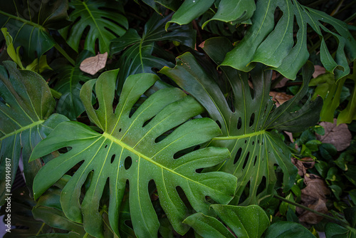 Green tree monsterra leaf tropical forest home garden