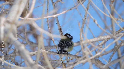 A great tit sings in a tree in winter