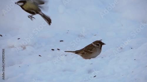 A sparrow eats in the snow in winter