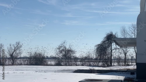 Huge Swarm of Birds Western TN, USA