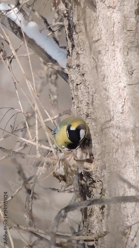 A great tit eats food on a tree in winter