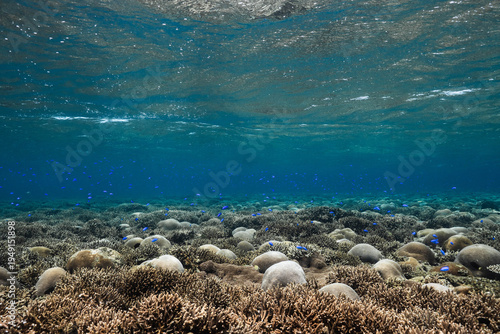 Fotografie Healthy coral reef ecosystem in shallow tropical ocean water