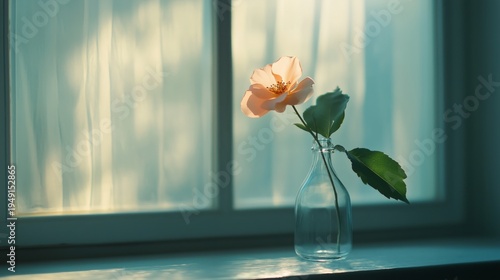 Flower in a Glass Vase by the Window With Soft Light in a Room