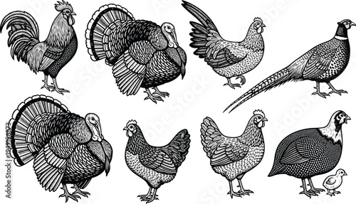 Collection of farm poultry birds including rooster, turkey, chicken, and quail, black and white vintage engraving style illustration