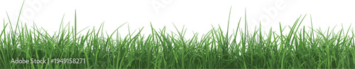A vibrant and lush green grass border with a clean white background spring and summer nature texture