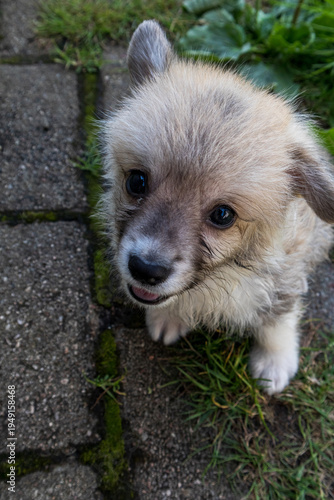 Cute playful puppy exploring the green grass and stone pathway in the garden
