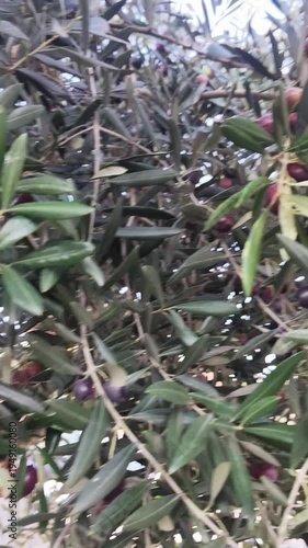 Wallpaper Mural Olive fruits on a tree and a human hand. Olive cultivation Torontodigital.ca