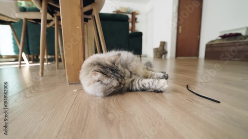 Adorable long haired siberian cat playfully batting and rolling around with a shoelace on the floor of a bright, modern living room