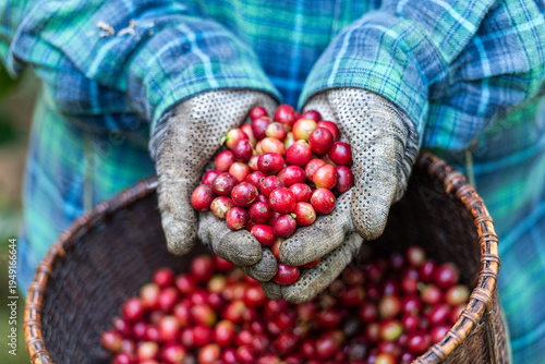 Fotografía Farmer Holding Freshly Harvested Ripe Red Coffee Cherries In Hands At A Sustaina