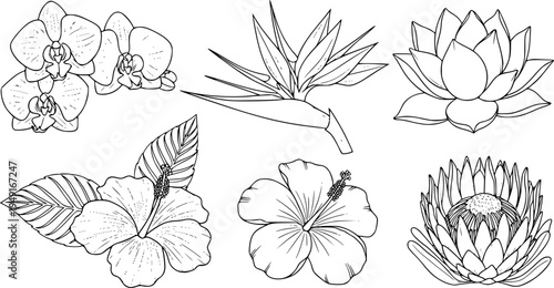 Line art: six exotic flower designs in black and white
