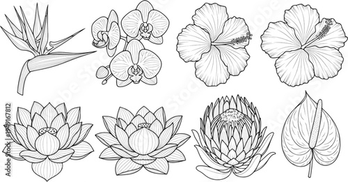 Line art: six exotic flower designs in black and white
