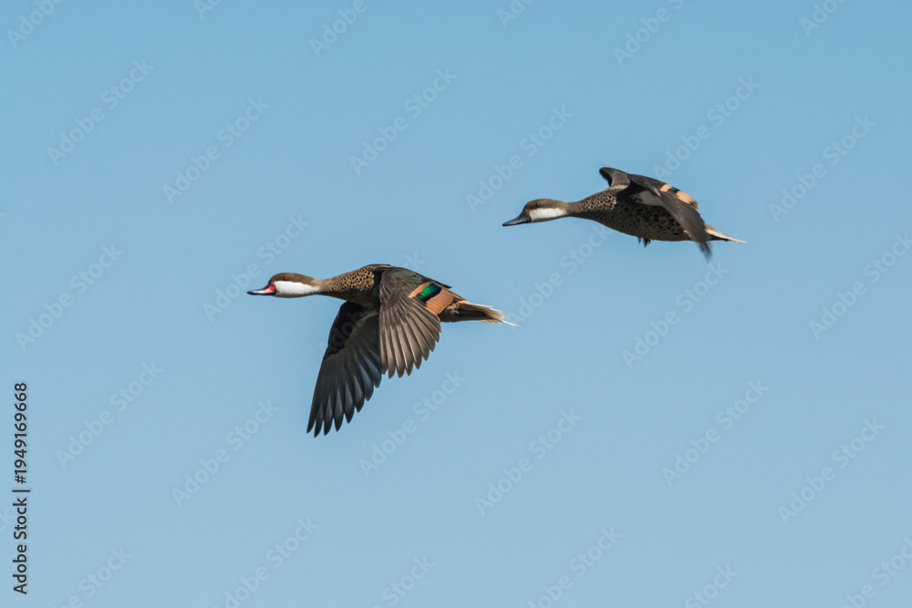 Fototapeta premium White cheeked Pintail, Anas bahamensis, La Pampa, Patagonia , Argentina.