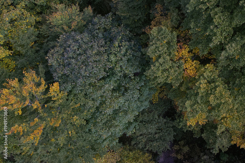 Hiking in the forest autumn time 