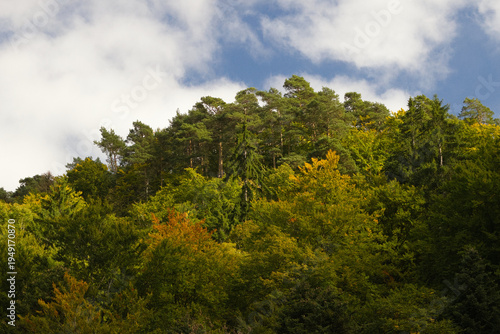 Hiking in the forest autumn time 