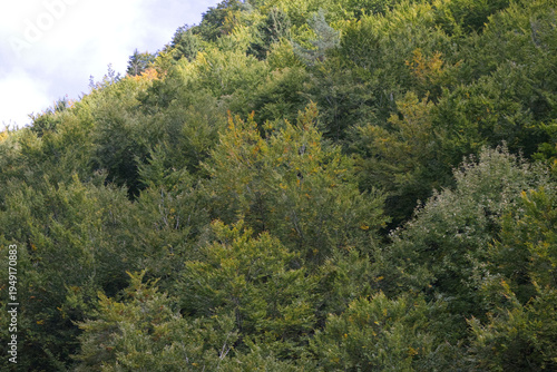 Hiking in the forest autumn time 