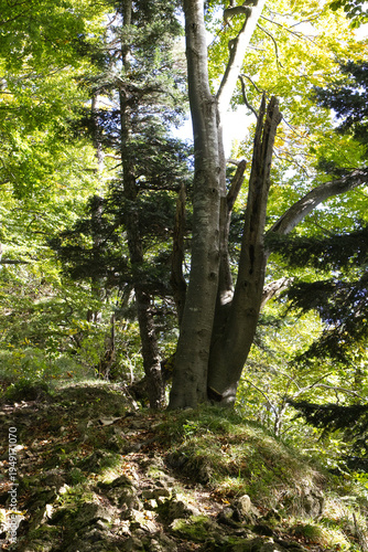Hiking in the forest autumn time 