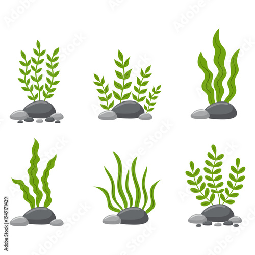 Green seaweeds and marine algae plants with stones set vector illustration.