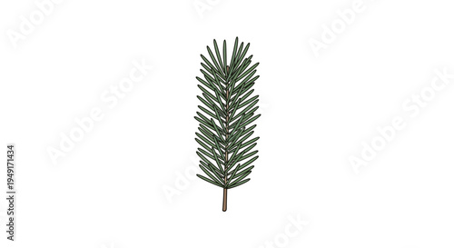 Green Pine Tree Leaf Branch Closeup.