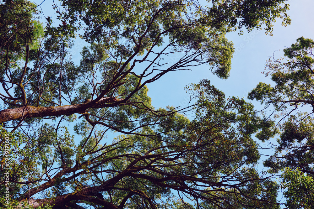 Fototapeta premium Tree branches and green leaves form a dense canopy against a clear blue sky, showcasing nature textures and sunlight filtering through foliage in a tranquil forest perspective.