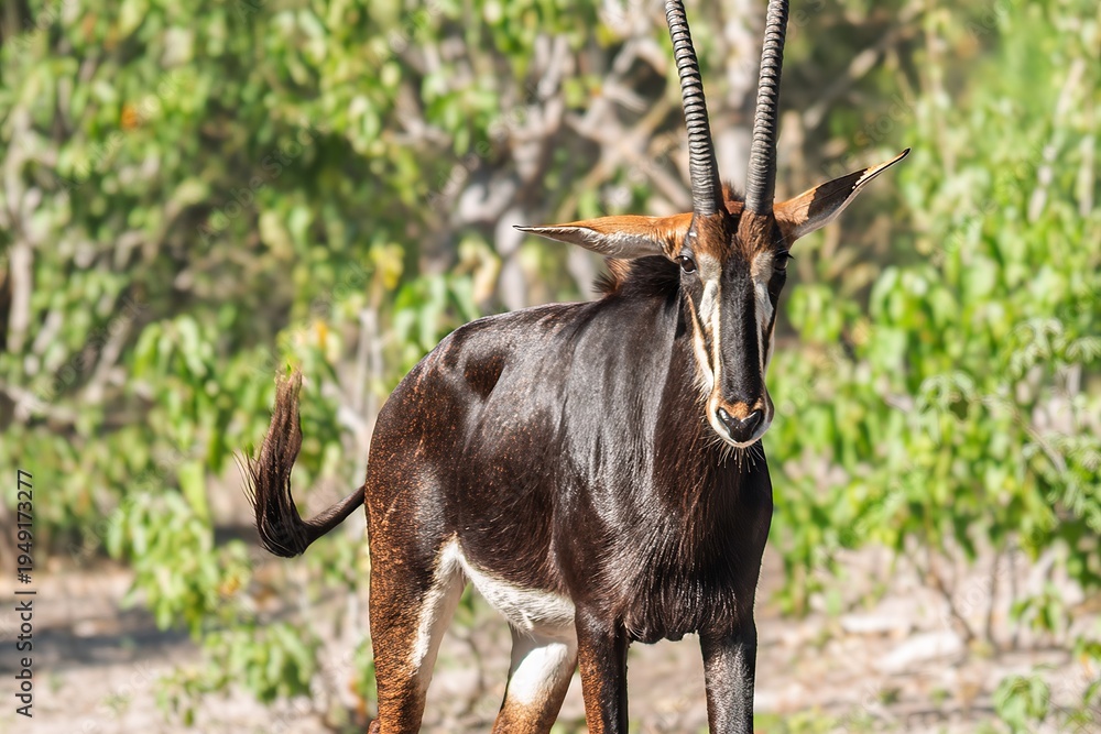 Obraz premium Botswana - Chobe National Park - Sable Antelope (Hippotragus niger) Frontal View
