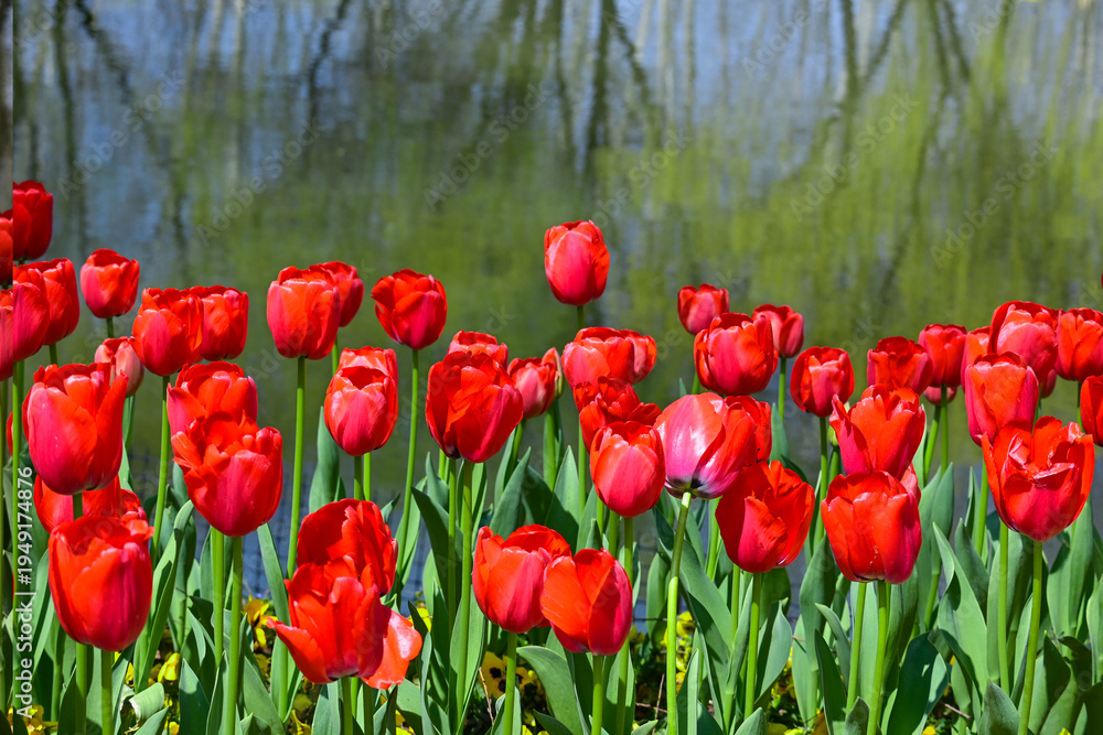 Fototapeta premium Tulips bloom in spring.