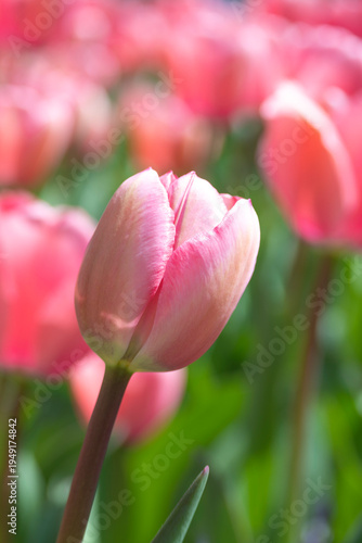 Tulips bloom in spring.