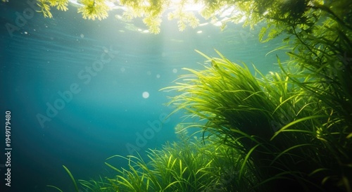 World environment day preserving our planet's pristine underwater ecosystems