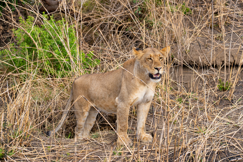 Obraz premium Tanzania, Mikumi National Park - 2 December 2025 - A young lioness camouflages perfectly among the tall, dry grass of the bush