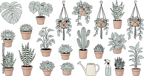 Collection of various cacti and succulents isolated on transparent background
