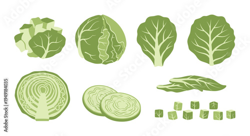 Fresh Green Cabbage Leaves and Cubes, Flat Vector Illustration