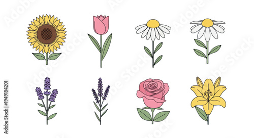 Flat Vector Floral Illustrations: Sunflower, Tulip, Daisy, Rose, Lily, Lavender