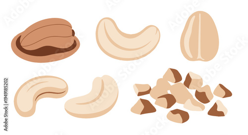 Assorted Cashews and Brazil Nuts Vector Illustrations in Flat Design