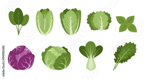 Flat Vector Illustration of Various Fresh Leafy Green Vegetables
