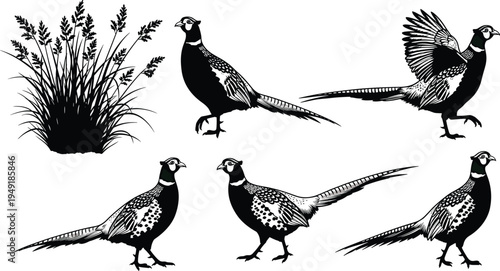 Untitled-1Hand drawn pheasant bird illustration set with grass field elements in vintage woodcut style for hunting outdoors nature and wildlife design