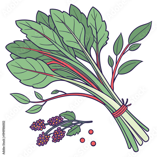 water spinach colorful on white backgroumd