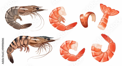 Seafood illustration: Realistic prawns and shrimp tails on white background