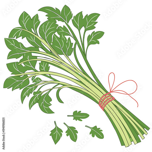 water spinach vector