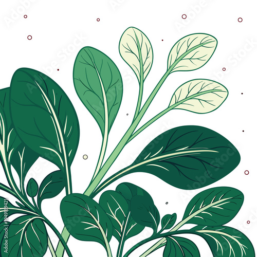 new zealand spinach colorful on white background