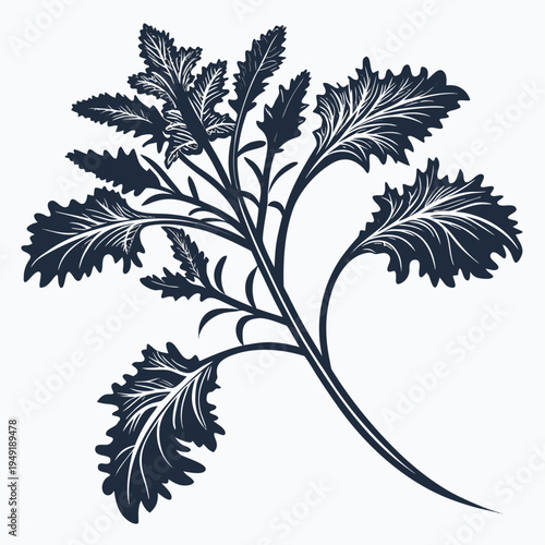 black and white new zealand spinach