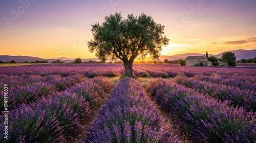Serene Lavender Field at Sunset with Olive Tree and Mountain Landscape in Background