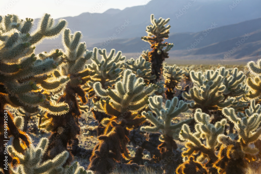 Fototapeta premium Cholla cactus