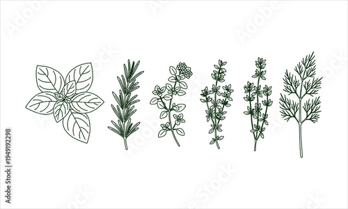 herbs illustrations, basil, rosemary, thyme, oregano, sage, parsley